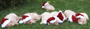 Golden Puppies Excited For Christmas