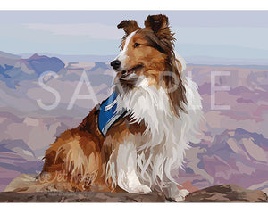 Sheltie